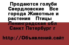 Продаются голуби Свердловские - Все города Животные и растения » Птицы   . Ленинградская обл.,Санкт-Петербург г.